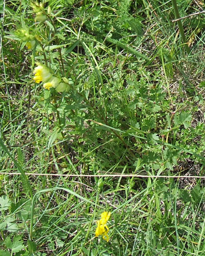 genziana lutea o maggiore - parco nazionale del gran paradiso - lug 2010